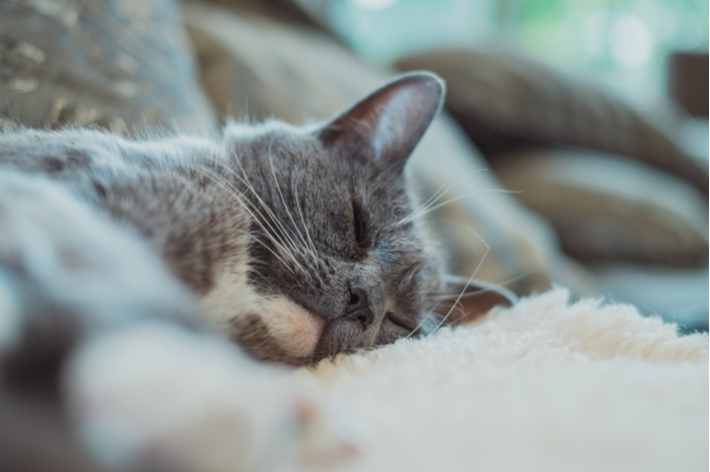 愛猫が普段からエアコンの温度設定で寒がっていないか適温を把握しておきましょう。