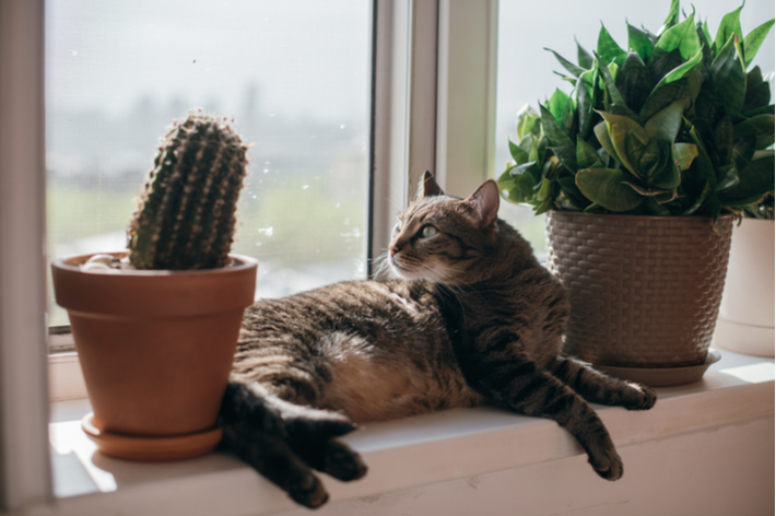 愛猫の健康と安全のため危険な植物は避けましょう。