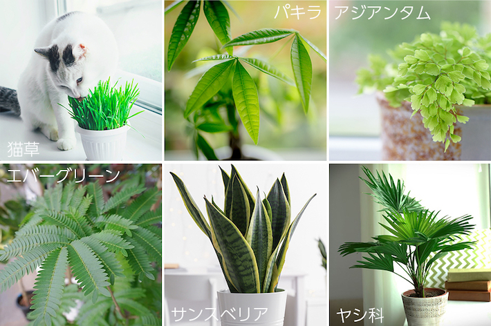 植物を室内に飾る場合には、猫に害のないものを選びましょう。