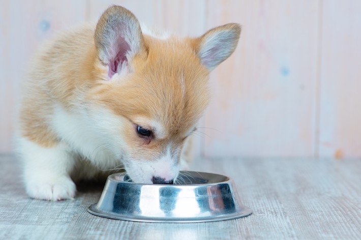 飼い主さんからもこまめな水分補給を促してあげましょう。