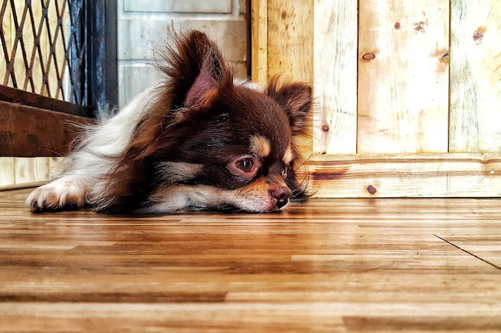 犬の夏バテ！原因・症状・対策｜子犬・老犬別のケア方法も紹介