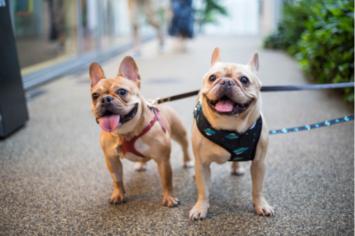 熱中症・やけど対策｜犬の夏の散歩に適した時間はいつ？