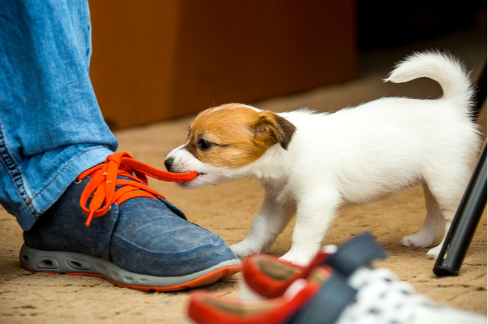 子犬は様々なものに興味を示し、口にします。