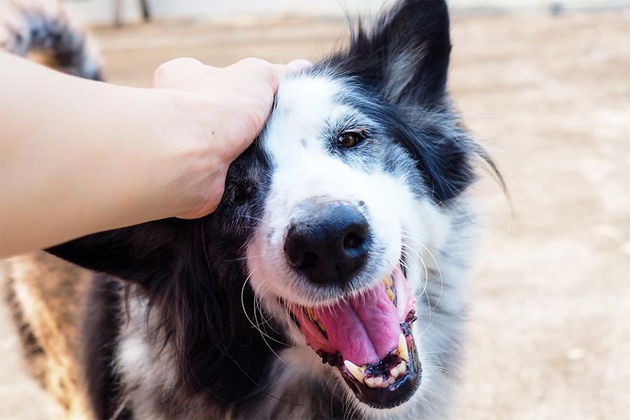 叱るのではなく、まずは愛犬の気持ちを理解することが大切です。