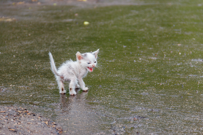 濡れている、震えている子猫を保護したら、タオルなどで保温し動物病院へ連れて行きましょう。