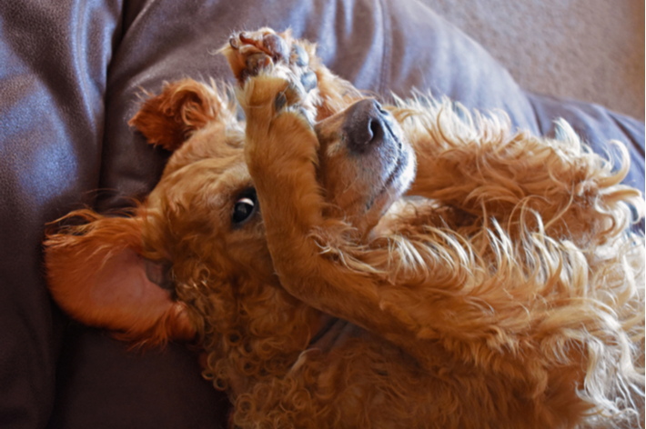 愛犬がいつもと違う行動をとっていませんか。