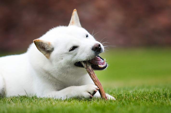 1種類だけを与えていると食べ方を覚えてしまうので、複数種類の歯磨きガムを用意するとよいでしょう。