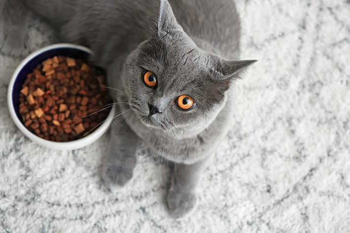 愛猫がフードを食べなかったり、残してしまうのはただの好き嫌いではなく、痛がっている可能性もあります。