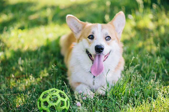 子犬の頃と変わらず元気に遊んでいても、シニア期になると病気のリスクが高まります。