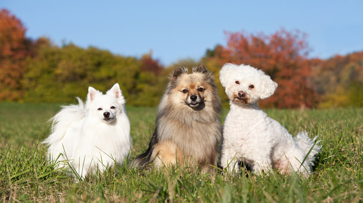 気になる1位はどの犬種?2021年最新人気犬種ランキング!