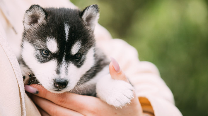 犬の名前ランキング2021年最新版！オス・メス・年齢別に紹介