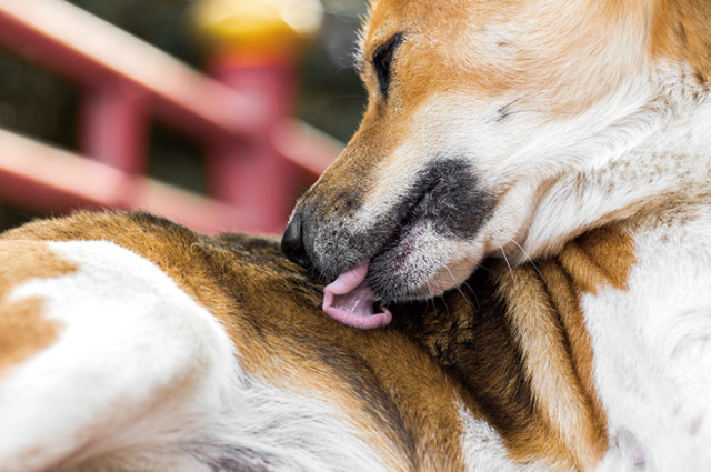 犬は様々な場所をなめますので、ブラシや飼い主さんの手も注意が必要です。