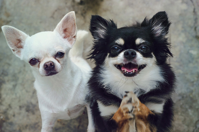 同じ犬種でも見た目がまったく違うというのもチワワの魅力です。