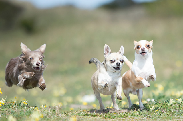 チワワは遊ぶことが大好きな犬種ですので、ドッグランなどほかの犬と遊びながら社会性を学ばせましょう。