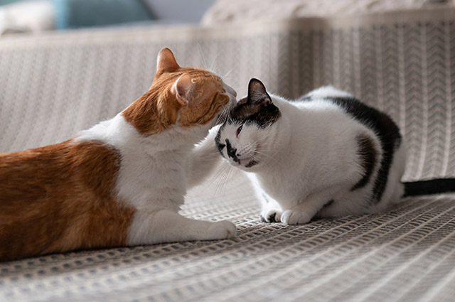 複数飼育を検討する場合には、血液検査でウイルス感染があるか確認をした後で同居をさせましょう。