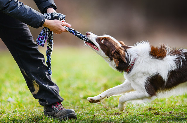 毎日思いっきり遊ぶ時間を作ると、飼い主さんへの愛情や信頼感が一層高まります。