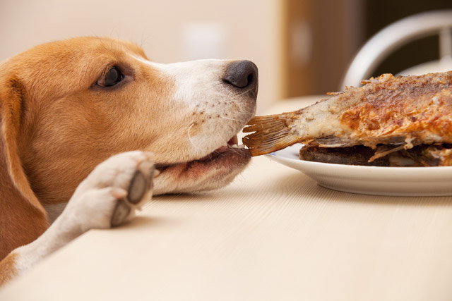 ゴミ箱や食卓からの「盗み食い」による誤飲・誤食が起こらないよう、飼い主さんがしっかり対策しましょう。