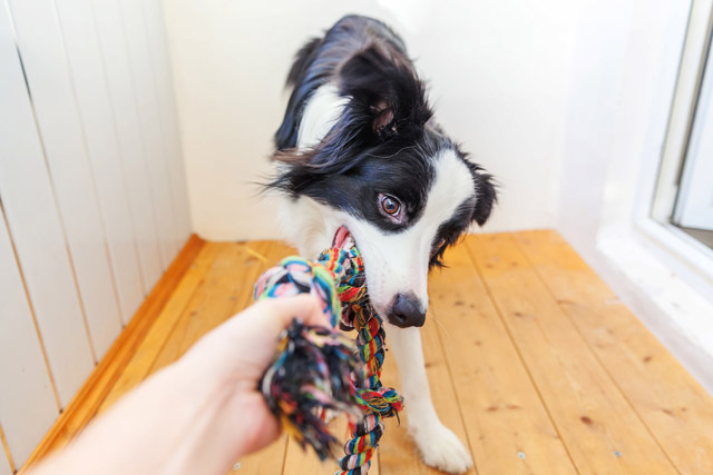 犬は引っ張りっこで遊ぶことが大好き。絡まないよう、ロープは短めのものを選びましょう。