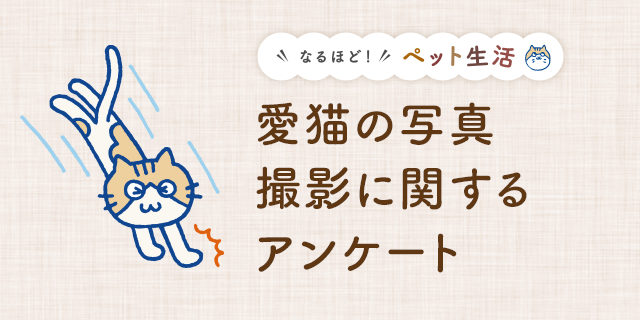 愛猫の写真撮影に関するアンケート